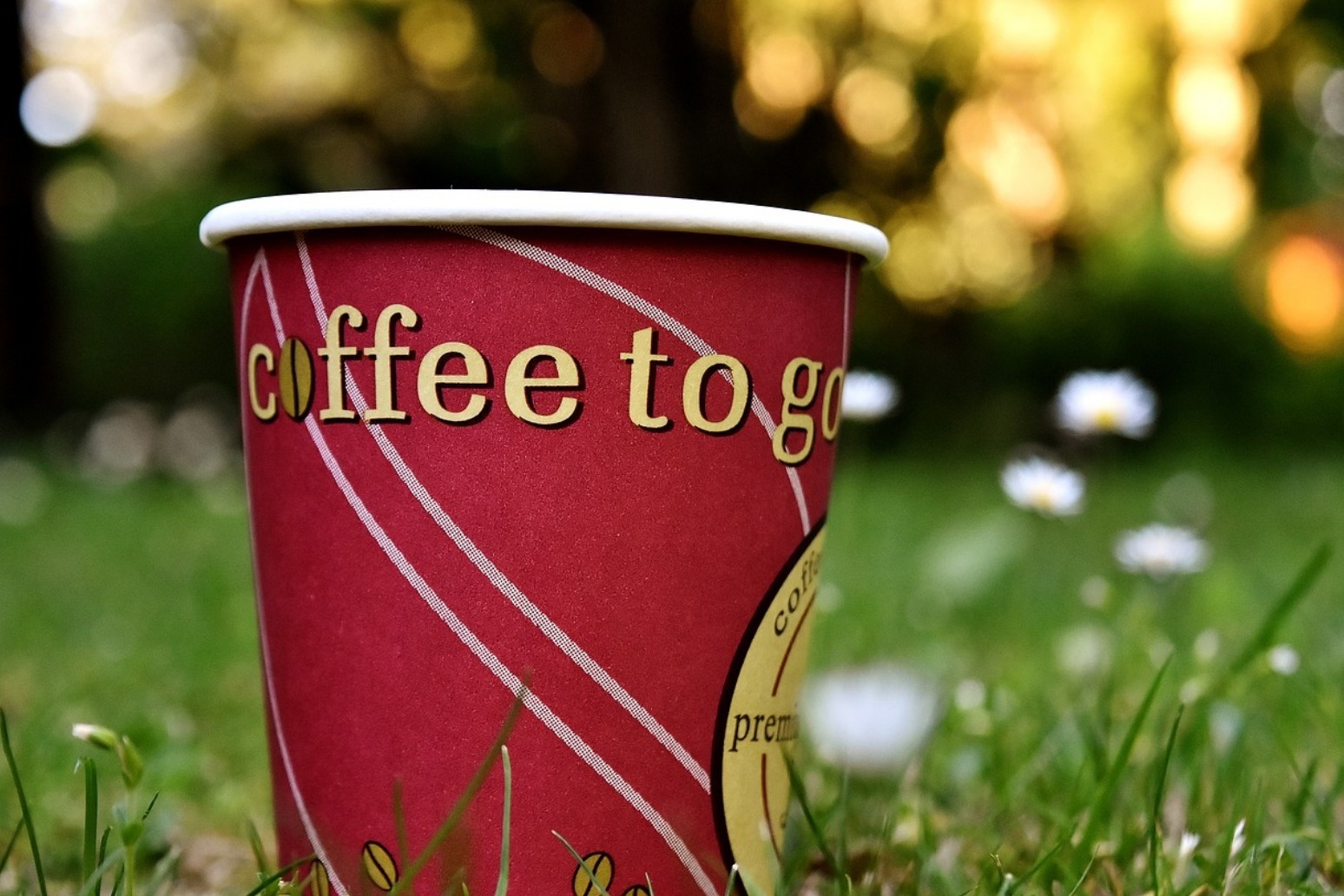 Many wild coffee species under threat